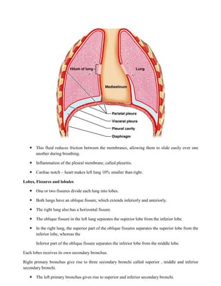  This fluid reduces friction between the membranes, allowing them to slide easily over one
another during breathing.
 Inflammation of the pleural membrane, called pleuritis.
 Cardiac notch – heart makes left lung 10% smaller than right.
Lobes, Fissures and lobules
 One or two fissures divide each lung into lobes.
 Both lungs have an oblique fissure, which extends inferiorly and anteriorly.
 The right lung also has a horizontal fissure.
 The oblique fissure in the left lung separates the superior lobe from the inferior lobe.
 In the right lung, the superior part of the oblique fissures separates the superior lobe from the
inferior lobe, whereas the
Inferior part of the oblique fissure separates the inferior lobe from the middle lobe.
Each lobes receives its own secondary bronchus.
Right primary bronchus give rise to three secondary bronchi called superior , middle and inferior
secondary bronchi.
 The left primary bronchus gives rise to superior and inferior secondary bronchi.
 