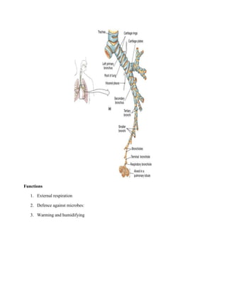 Functions
1. External respiration
2. Defence against microbes:
3. Warming and humidifying
 