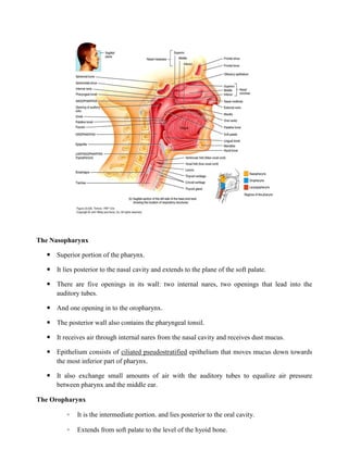 The Nasopharynx
 Superior portion of the pharynx.
 It lies posterior to the nasal cavity and extends to the plane of the soft palate.
 There are five openings in its wall: two internal nares, two openings that lead into the
auditory tubes.
 And one opening in to the oropharynx.
 The posterior wall also contains the pharyngeal tonsil.
 It receives air through internal nares from the nasal cavity and receives dust mucus.
 Epithelium consists of ciliated pseudostratified epithelium that moves mucus down towards
the most inferior part of pharynx.
 It also exchange small amounts of air with the auditory tubes to equalize air pressure
between pharynx and the middle ear.
The Oropharynx
◦ It is the intermediate portion. and lies posterior to the oral cavity.
◦ Extends from soft palate to the level of the hyoid bone.
 