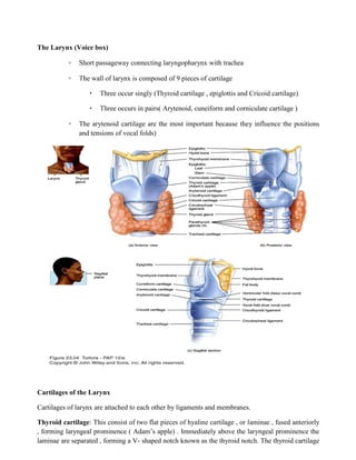 The Larynx (Voice box)
◦ Short passageway connecting laryngopharynx with trachea
◦ The wall of larynx is composed of 9 pieces of cartilage
 Three occur singly (Thyroid cartilage , epiglottis and Cricoid cartilage)
 Three occurs in pairs( Arytenoid, cuneiform and corniculate cartilage )
◦ The arytenoid cartilage are the most important because they influence the positions
and tensions of vocal folds)
Cartilages of the Larynx
Cartilages of larynx are attached to each other by ligaments and membranes.
Thyroid cartilage: This consist of two flat pieces of hyaline cartilage , or laminae , fused anteriorly
, forming laryngeal prominence ( Adam’s apple) . Immediately above the laryngeal prominence the
laminae are separated , forming a V- shaped notch known as the thyroid notch. The thyroid cartilage
 