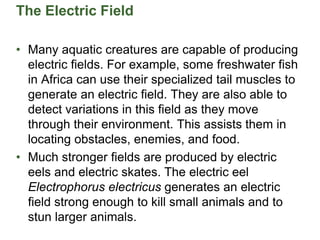 The Electric Field
• Many aquatic creatures are capable of producing
electric fields. For example, some freshwater fish
in Africa can use their specialized tail muscles to
generate an electric field. They are also able to
detect variations in this field as they move
through their environment. This assists them in
locating obstacles, enemies, and food.
• Much stronger fields are produced by electric
eels and electric skates. The electric eel
Electrophorus electricus generates an electric
field strong enough to kill small animals and to
stun larger animals.
 