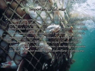 Importancia del mar
• El mar funciona como fuente de muchos recursos. Uno de los más
importantes es el pesquero. Gracias a el mar, ya desde el Paleolítico
hemos podido alimentarnos de peces y otros seres vivos. Sin embargo,
estamos sobreexplotando este recurso, y las poblaciones de peces se
mantienen con mayor dificultad. Además, la actividad pesquera
afecta a otras especies del ecosistema, ya que las redes atrapan a
tortugas, delfines, e incluso aves marinas, y muchos peces pequeños
que mueren sin haber podido llegar a desarrollarse y reproducirse.
 