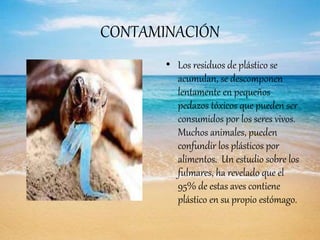 CONTAMINACIÓN
• Los residuos de plástico se
acumulan, se descomponen
lentamente en pequeños
pedazos tóxicos que pueden ser
consumidos por los seres vivos.
Muchos animales, pueden
confundir los plásticos por
alimentos. Un estudio sobre los
fulmares, ha revelado que el
95% de estas aves contiene
plástico en su propio estómago.
 