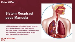 Sistem Respirasi
pada Manusia
3.8 Menganalisis hubungan antara struktur
jaringan penyusun organ pada sistem
respirasi dalam kaitannya dengan bioproses
dan gangguan fungsi yang dapat terjadi
pada sistem respirasi manusia
Kelas XI IPA 1
by Siti Sulfia Bira,
S.Pd
 