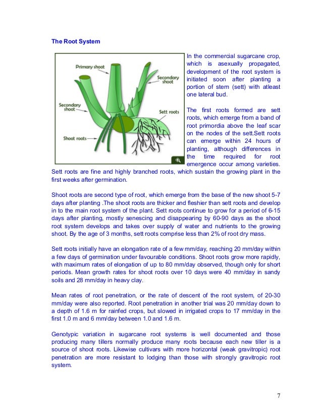 view bloom syndrome a bibliography and dictionary for physicians patients and genome researchers