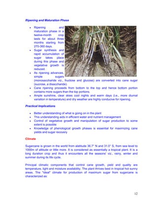 sugarcane | PDF