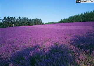 花（紫） (9)