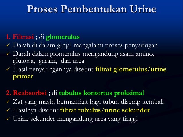 9 1. sistem ekskresi manusia