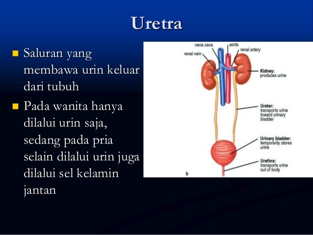 9 1 Sistem Ekskresi Manusia