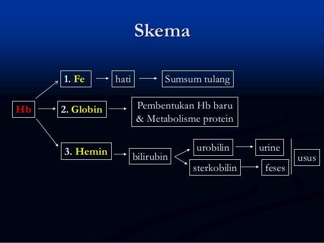 9 1 Sistem Ekskresi Manusia