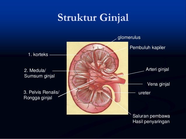 9 1. sistem ekskresi manusia