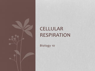 Biology 10
CELLULAR
RESPIRATION
 