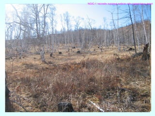 NGIC-1 төслийн хүрээнд хийсэн ойн судалгааны ажил
 