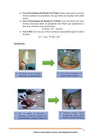 3
“Todo es veneno, Nada es veneno, Todo depende de la dosis“
 Con el Ferricianuro de Potasio Fe (CN)6K3: Frente a este reactivo, las sales
ferrosas producen un precipitado, sino que forma un complejo color pardo
oscuro.
 Con el Ferrocianuro de Potasio Fe (CN)6K4: Con este reactivo los iones
ferrosos reaccionan dando un precipitado color blanco que rápidamente se
hace azul, conocido como azul de Prusia.
Fe (CN)6 + Fe2+
Fe(CN)6
 Con el H2S: Con este gas, el hierro produce un precipitado negro de sulfuro
de hierro.
Fe2+
+ H2S SFe + 2H+
GRÁFICOS:
1. Se Inyecta 10 ml de cloruro
férrico por vía intraperitoneal.
3. Una vez muerte se disecciona y
comienza a extraer las vísceras con
ayuda del bisturí y equipo de disección.
4. Triturar las vísceras, colocar
50 perlas de vidrio y 2g de
KClO3 y 25 ml de HCl conc.
2. Se lo coloca al animal en el
panema hasta su muerte.
 