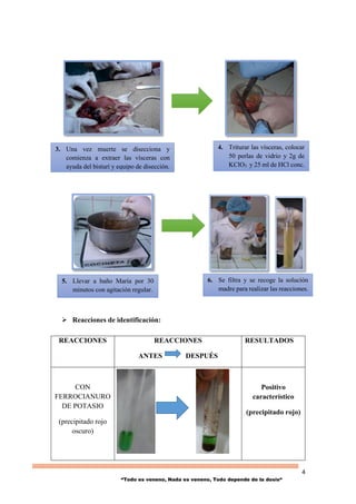 4
“Todo es veneno, Nada es veneno, Todo depende de la dosis“
 Reacciones de identificación:
REACCIONES REACCIONES
ANTES DESPUÉS
RESULTADOS
CON
FERROCIANURO
DE POTASIO
(precipitado rojo
oscuro)
Positivo
característico
(precipitado rojo)
5. Llevar a baño María por 30
minutos con agitación regular.
6. Se filtra y se recoge la solución
madre para realizar las reacciones.
3. Una vez muerte se disecciona y
comienza a extraer las vísceras con
ayuda del bisturí y equipo de disección.
4. Triturar las vísceras, colocar
50 perlas de vidrio y 2g de
KClO3 y 25 ml de HCl conc.
 