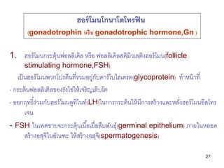27
1. ฮอร์โมนกระตุ้นฟอลลิเคิล หรือ ฟอลลิเคิลสติมิวเลติงฮอร์โมน(follicle
stimulating hormone,FSH)
เป็นฮอร์โมนพวกโปรตีนที่รวมอยู่กับคาร์โบไฮเดรต(glycoprotein) ทาหน้าที่
- กระต้นฟอลลิเคิลของรังไข่ให้เจริญเติบโต
- ออกฤทธิ์ร่วมกับฮอร์โมนลูทิไนท์(LH)ในการกระต้นให้มีการสร้างและหลั่งฮอร์โมนอีสโทร
เจน
- FSH ในเพศชายจะกระตุ้นเนื้อเยื่อสืบพันธุ์(germinal epithelium) ภายในหลอด
สร้างอสุจิในอัณฑะ ให้สร้างอสุจิ(spermatogenesis)
ฮอร์โมนโกนาโดโทรฟิน
(gonadotrophin หรือ gonadotrophic hormone,Gn )
 