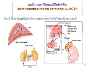 31
ทาหน้าที่กระตุ้นอะดรีนัลคอร์เทก ของต่อมหมวกไตให้สร้างฮอร์โมนตามปกติ
ฮอร์โมนอะดรีโนคอร์ติโคโทรฟิน
(adrenocorticotrophin hormone) หรือ ACTH
 