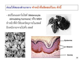 36
- ฮอร์โมนเมลาโนไซต์ (Melanocyte
stimulating hormone) หรือ MSH
ทาหน้าที่ทาให้รงควัตถุภายในเซลล์
ผิวหนังกระจายไปทั่ว เซลล์
ต่อมใต้สมองส่วนกลาง ทาหน้าที่ผลิตฮอร์โมน ดังนี้
 