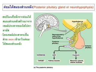 37
ต่อมใต้สมองส่วนหลัง(Posterior pituitary gland or neurohypophysis)
-ฮอร์โมนที่หลั่งจากต่อมใต้
สมองส่วนหลังสร้างมาจาก
เซลล์ประสาทของไฮโปทา
ลามัส
-โดยเซลล์ประสาทจะยื่น
ส่วน axon เข้ามาในต่อม
ใต้สมองส่วนหลัง
 