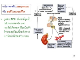39
- ยูเรติก ADH มีหน้าที่ดูดน้า
กลับของหลอดไต และ
กระตุ้นให้หลอด เลือดบีบตัว
ถ้าขาดฮอร์โมนนี้จะเกิดการ
เบาจืดทาให้ปัสสาวะ บ่อย
วาโซเพรสซิน(Vasopressin)
หรือ ฮอร์โมนแอนติได
 