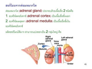 45
ฮอร์โมนจากต่อมหมวกไต
ต่อมหมวกไต (adrenal gland) ประกอบด้วยเนื้อเยื่อ 2 ชนิดคือ
1. อะดรีนัลคอร์เทกซ์ (adrenal cortex) เป็นเนื้อเยื่อชั้นนอก
2. อะดรีนัลเมดุลลา (adrenal medulla) เป็นเนื้อเยื่อชั้นใน
อะดรีนัลคอร์เทกซ์
ผลิตฮอร์โมนได้มาก สามารถแบ่งออกเป็น 2 กลุ่มใหญ่ คือ
 