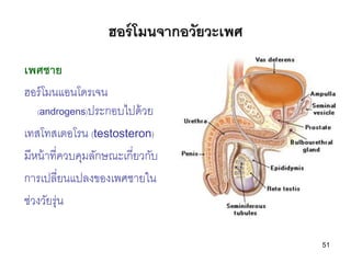 51
ฮอร์โมนจากอวัยวะเพศ
เพศชาย
ฮอร์โมนแอนโดรเจน
(androgens)ประกอบไปด้วย
เทสโทสเตอโรน (testosteron)
มีหน้าที่ควบคุมลักษณะเกี่ยวกับ
การเปลี่ยนแปลงของเพศชายใน
ช่วงวัยรุ่น
 