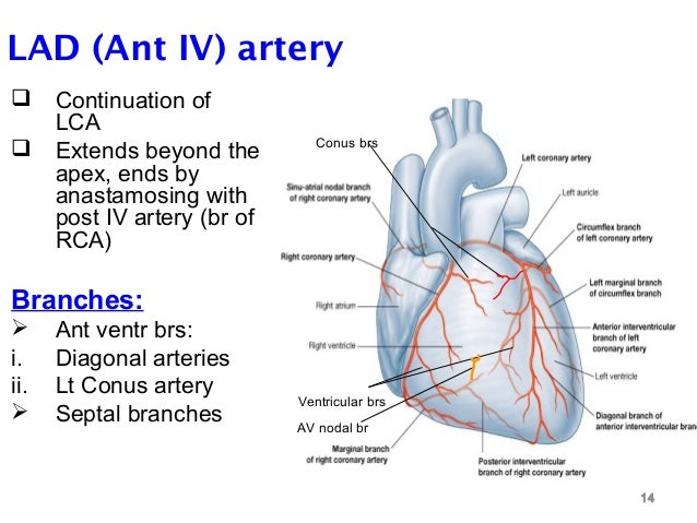 blood supply of heart