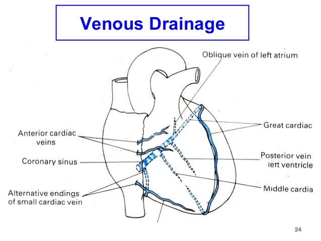 blood supply of heart ant heart diagram 