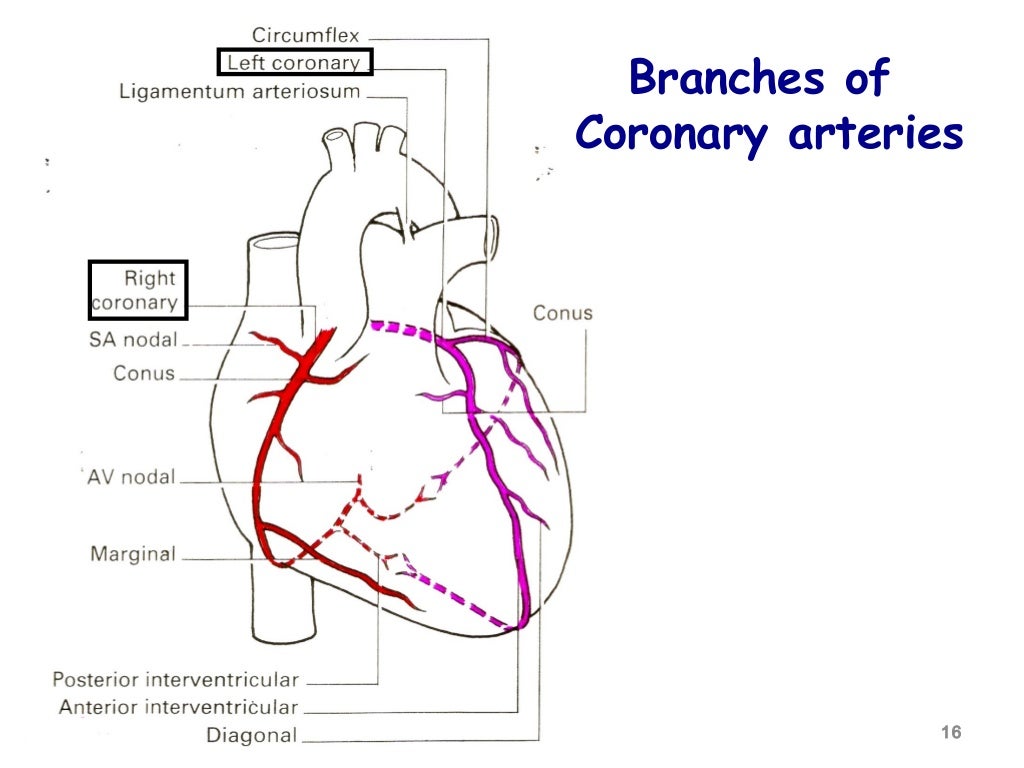 Blood Supply Of Heart