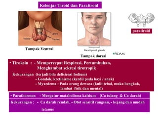 Kelenjar Tiroid dan Paratiroid
Kekurangan (terjadi bila defisiensi Iodium)
- Gondok, kretinisme (kerdil pada bayi / anak)
- Myxedema : Pada orang dewasa (kulit tebal, muka bengkak,
lambat fisik dan mental)
• Parathormon - Mengatur matabolisma kalsium (Ca tulang & Ca darah)
Kekurangan : - Ca darah rendah, - Otot sensitif rangsan, - kejang dan mudah
tetanus
Tampak Ventral
Tampak dorsal
paratiroid
• Tiroksin : - Mempercepat Respirasi, Pertumbuhan,
Menghambat sekresi tirotropik
 