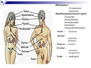 (Vasopressin)
(oksitosin)
Tiroid : (Tiroksin)
Adrenal :
(epinefrin)
(kortison)
Pankreas : (insulin)
Ovarium :
(estrogen)
(progesteron)
Hipofisis/pituitari/master gland
(Tiotrofik)
(Pertumbuhan)
(Gonadotropik)
(Prolaktin)
(Adrenokortikotropik)
Hifotalamus :
Testis : (androgen)
endocrorgs.gif
 