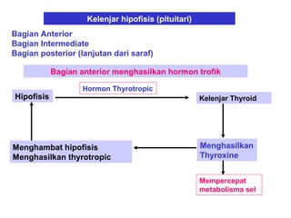 Kelenjar hipofisis (pituitari)
Bagian Anterior
Bagian Intermediate
Bagian posterior (lanjutan dari saraf)
Bagian anterior menghasilkan hormon trofik
Hipofisis
Hormon Thyrotropic
Kelenjar Thyroid
Menghasilkan
Thyroxine
Mempercepat
metabolisma sel
Menghambat hipofisis
Menghasilkan thyrotropic
 