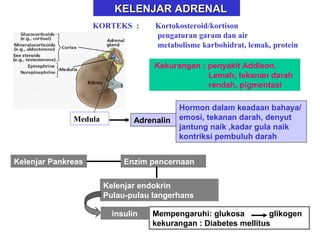 KELENJARKELENJAR ADRENALADRENAL
KORTEKS : Kortokosteroid/kortison
pengaturan garam dan air
metabolisme karbohidrat, lemak, protein
Kekurangan : penyakit Addison.
Lemah, tekanan darah
rendah, pigmentasi
Medula Adrenalin
Hormon dalam keadaan bahaya/
emosi, tekanan darah, denyut
jantung naik ,kadar gula naik
kontriksi pembuluh darah
Kelenjar Pankreas Enzim pencernaan
Kelenjar endokrin
Pulau-pulau langerhans
insulin Mempengaruhi: glukosa glikogen
kekurangan : Diabetes mellitus
 