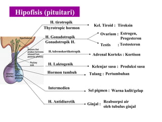 Hipofisis (pituitari)
H. tirotropik
Thyrotropic hormon
Kel. Tiroid : Tiroksin
Ovarium :
Testis :
Estrogen,
Progesteron
Testosteron
H. Gonadotropik
Gonadotropik H.
Adrenal Korteks : Kortison
H.Adrenokortikotropik
Kelenjar susu : Produksi susu
H. Laktogenik
Hormon tumbuh Tulang : Pertumbuhan
Sel pigmen : Warna kulit/gelap
Intermedien
H. Antidiuretik
Ginjal :
Reabsorpsi air
oleh tubulus ginjal
 