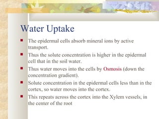 Water Uptake
 The epidermal cells absorb mineral ions by active
transport.
 Thus the solute concentration is higher in the epidermal
cell that in the soil water.
 Thus water moves into the cells by Osmosis (down the
concentration gradient).
 Solute concentration in the epidermal cells less than in the
cortex, so water moves into the cortex.
 This repeats across the cortex into the Xylem vessels, in
the center of the root
 