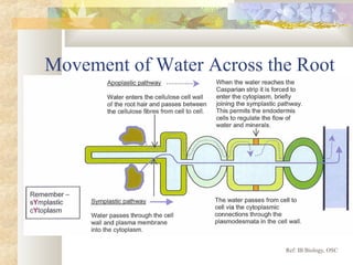 Movement of Water Across the Root
Ref: IB Biology, OSC
 
