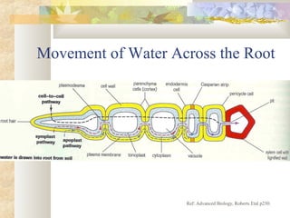 Movement of Water Across the Root
Ref: Advanced Biology, Roberts Etal p250.
 