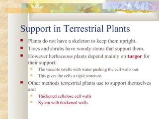 Support in Terrestrial Plants
 Plants do not have a skeleton to keep them upright.
 Trees and shrubs have woody stems that support them.
 However herbaceous plants depend mainly on turgor for
their support:
 The vacuole swells with water pushing the cell walls out.
 This gives the cells a rigid structure.
 Other methods terrestrial plants use to support themselves
are:
 Thickened cellulose cell walls
 Xylem with thickened walls.
 