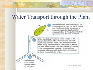 Water Transport through the Plant
Ref: IB Biology, OSC
 