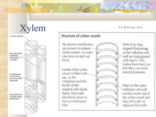 Xylem Ref: IB Biology, Allott
 