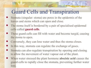 Guard Cells and Transpiration
 Stomata (singular: stoma) are pores in the epidermis of the
leaves and stems which can open and close.
 The stoma itself is bordered by a pair of specialised epidermal
cells called guard cells.
 These guard cells can fill with water and become turgid, causing
the stoma to open.
 Conversely, they can lose water and thus the stoma closes.
 In this way, stomata can regulate the exchange of gases.
 Stomata can also regulate transpiration by opening and closing
to allow the movement of water vapour out of the plant.
 When water stressed the plant hormone abscisic acid causes the
guard cells to rapidly close the stomata, preventing further water
loss.
 