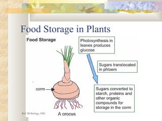 Food Storage in Plants
Ref: IB Biology, OSC
 