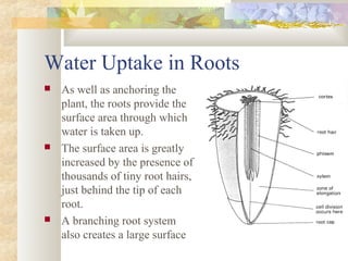 Water Uptake in Roots
 As well as anchoring the
plant, the roots provide the
surface area through which
water is taken up.
 The surface area is greatly
increased by the presence of
thousands of tiny root hairs,
just behind the tip of each
root.
 A branching root system
also creates a large surface
 