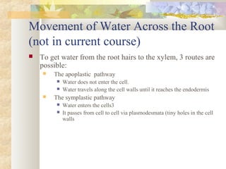 Movement of Water Across the Root
(not in current course)
 To get water from the root hairs to the xylem, 3 routes are
possible:
 The apoplastic pathway
 Water does not enter the cell.
 Water travels along the cell walls until it reaches the endodermis
 The symplastic pathway
 Water enters the cells3
 It passes from cell to cell via plasmodesmata (tiny holes in the cell
walls
 