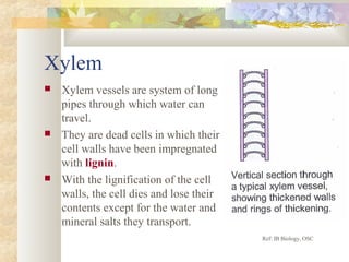Xylem
 Xylem vessels are system of long
pipes through which water can
travel.
 They are dead cells in which their
cell walls have been impregnated
with lignin.
 With the lignification of the cell
walls, the cell dies and lose their
contents except for the water and
mineral salts they transport.
Ref: IB Biology, OSC
 