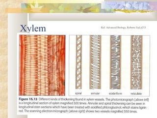 Xylem Ref: Advanced Biology, Roberts Etal p253
 