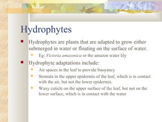 Hydrophytes
 Hydrophytes are plants that are adapted to grow either
submerged in water or floating on the surface of water.
 Eg: Victoria amazonica or the amazon water lily
 Hydrophyte adaptations include:
 Air spaces in the leaf to provide buoyancy
 Stomata in the upper epidermis of the leaf, which is in contact
with the air, but not the lower epidermis.
 Waxy cuticle on the upper surface of the leaf, but not on the
lower surface, which is in contact with the water
 