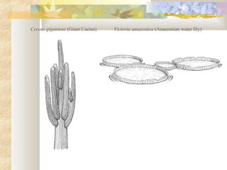 Cereus giganteus (Giant Cactus) Victoria amazonica (Amazonian water lily)
 