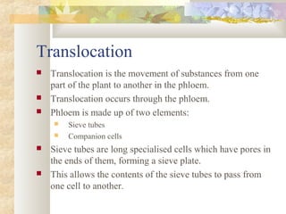 Translocation
 Translocation is the movement of substances from one
part of the plant to another in the phloem.
 Translocation occurs through the phloem.
 Phloem is made up of two elements:
 Sieve tubes
 Companion cells
 Sieve tubes are long specialised cells which have pores in
the ends of them, forming a sieve plate.
 This allows the contents of the sieve tubes to pass from
one cell to another.
 