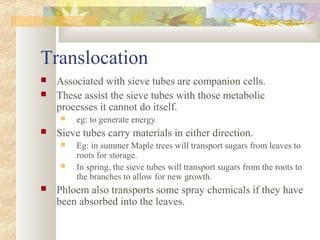 Translocation
 Associated with sieve tubes are companion cells.
 These assist the sieve tubes with those metabolic
processes it cannot do itself.
 eg: to generate energy
 Sieve tubes carry materials in either direction.
 Eg: in summer Maple trees will transport sugars from leaves to
roots for storage.
 In spring, the sieve tubes will transport sugars from the roots to
the branches to allow for new growth.
 Phloem also transports some spray chemicals if they have
been absorbed into the leaves.
 